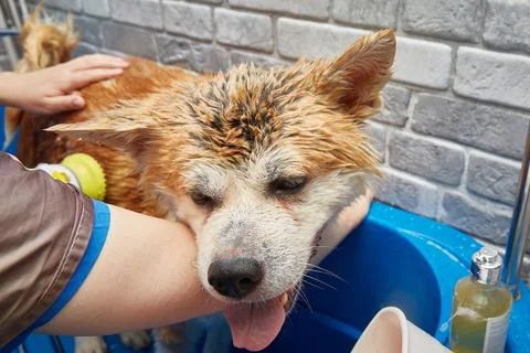 The muzzle of a wet dog standing in a plastic dog bath. Stock Photos