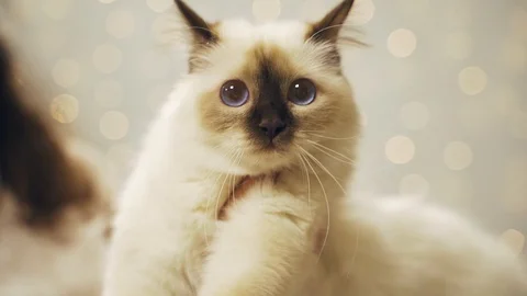 Muzzle of a white fluffy thoroughbred cat Stock Footage 129385686