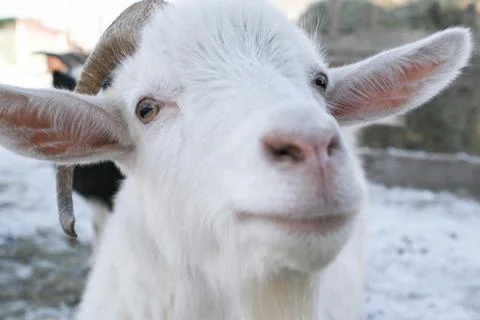 The muzzle white goat with horns Stock Photos