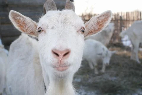 The muzzle white goat with horns Stock Photos