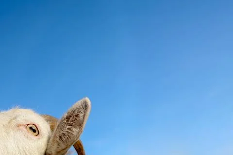 The muzzle white goat without horn on a blue sky background Stock Photos