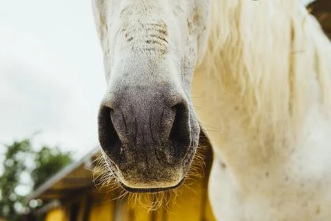 Muzzle of white horse in the stable Stock Photos