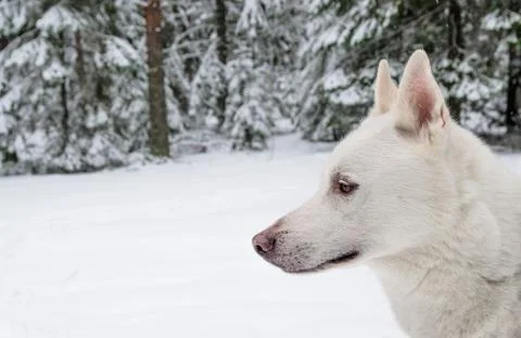Muzzle white Husky profile, close-up Stock Photos