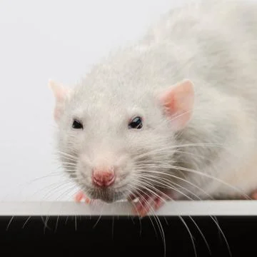 Muzzle of a white rat close-up. Silver rat looking directly at the camera len Stock Photos