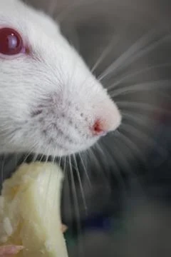 Muzzle of a white rat in profile. The mouse is looking forward. Stock Photos