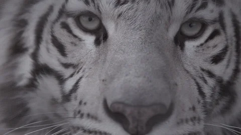 Muzzle of white tiger looking at you Eyes of the predator Stock Footage 90013686