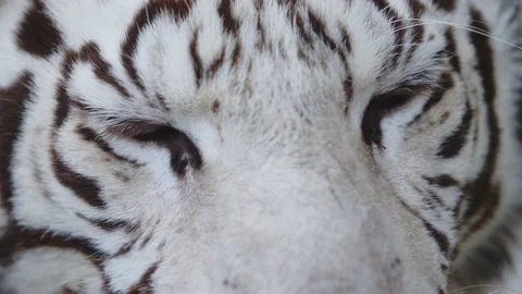 Muzzle of a white tiger with a pink nose close-up. Wild animals in natural Stock Footage 159646680