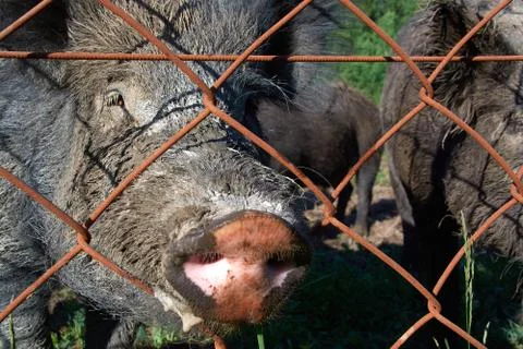 Muzzle of a wild boar in a cage close up Stock Photos
