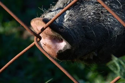 Muzzle of a wild boar in a cage close up Stock Photos