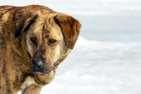 Muzzle of the wild dog Stock Photos