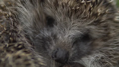 The muzzle of a wild hedgehog is a close-up. Hedgehog in nature 動画素材 113973353