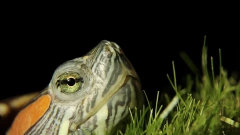 The muzzle of a wild, predatory reptile on the green grass. freshwater turtle Stock Footage 244932625