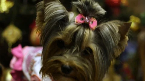 Muzzle Yorkshire Terrier on the background of the Christmas tree. Stock Footage 99148461