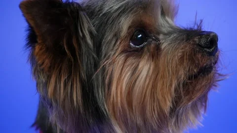 The muzzle of a Yorkshire terrier on a blue gradient background in the studio in Stock Footage 147528703