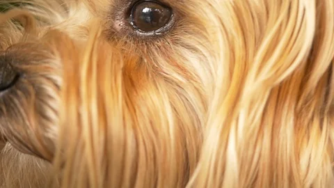 Muzzle Yorkshire terrier, close-up, brown eyes. Stock Footage 96118563