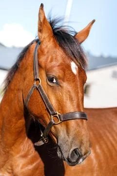 Muzzle of a young red horse close-up Stock Photos