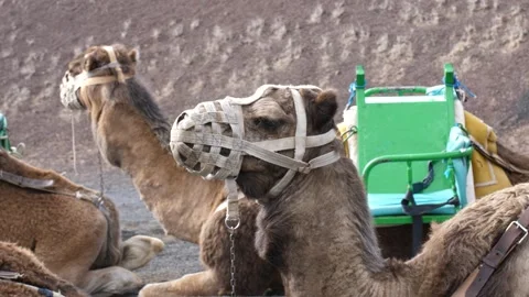 Muzzled camel resting before transporting tourists Vídeo Stock 308217527