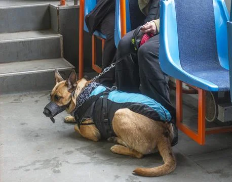 A muzzled dog lying next to its owner Stock-Fotos