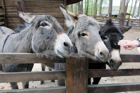 Muzzles of donkeys close-up Stock Photos