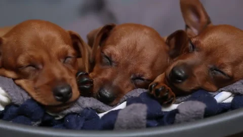 Muzzles of sleeping puppies close-up. Mini pinscher brown. Stock Footage 192080794