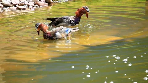 MVI 0001 Stock Footage 724041