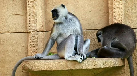 MVI 0002 Stock Footage 724078