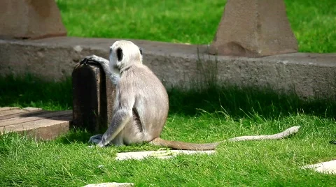 MVI 0003 Stock Footage 724133