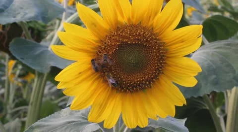 MVI 0024 動画素材 11552103