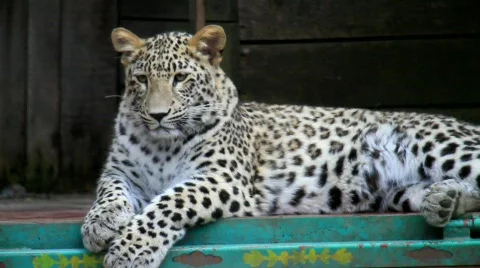 MVI 0039 Stock Footage 724307