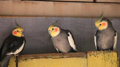 MVI 0079 Stock Footage 725184