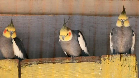 MVI 0080 Stock Footage 725260