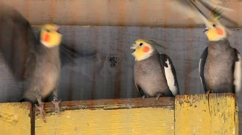 MVI 0081 Stock Footage 726114