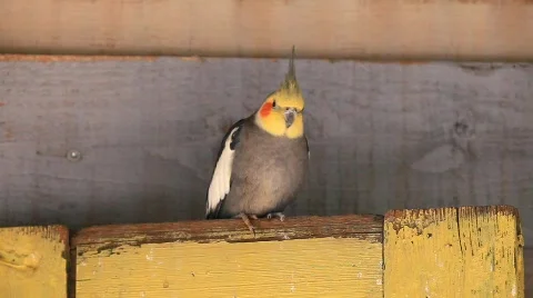 MVI 0082 Stock Footage 726159