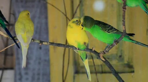 MVI 0083 Stock Footage 726282