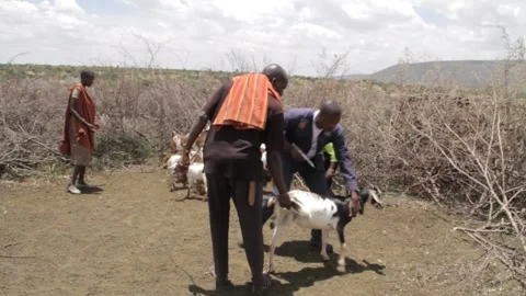 MVI 0095 库存影片 133286178