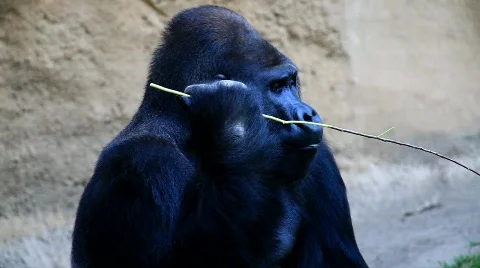 MVI 0199 Stock Footage 726774