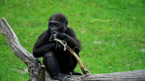 MVI 0200 Stock Footage 726768