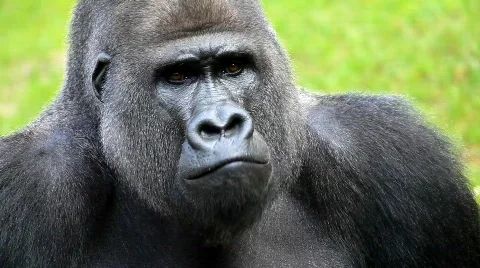 MVI 0203 Stock Footage 726752