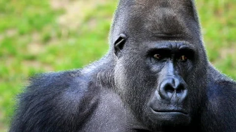 MVI 0211 Stock Footage 726694