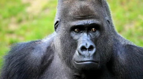 MVI 0215 Stock Footage 726652