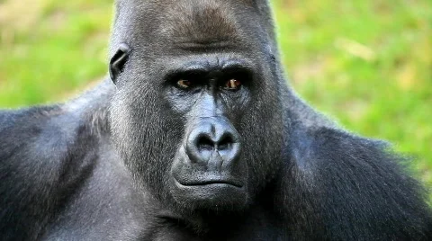 MVI 0216 Stock Footage 726648