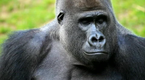 MVI 0225 Stock Footage 726640