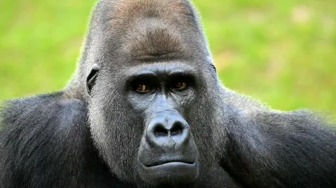 MVI 0229 Stock Footage 726591