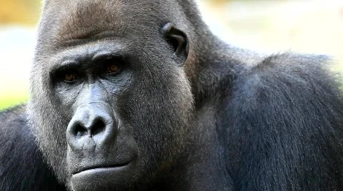 MVI 0231 Stock Footage 726553