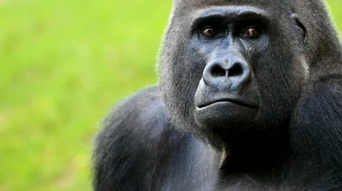 MVI 0262 Stock Footage 725940