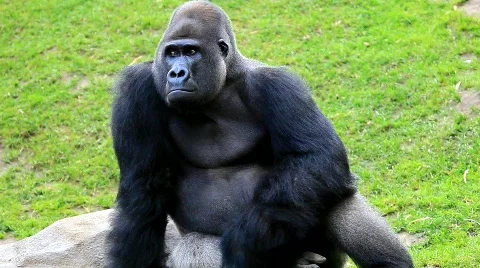 MVI 0263 Stock Footage 725921