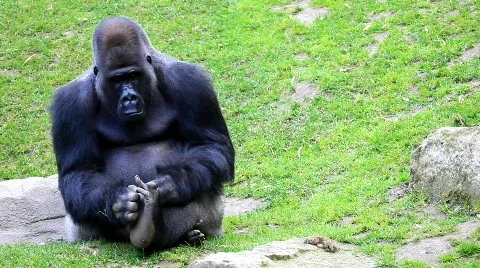 MVI 0269 Stock Footage 725692