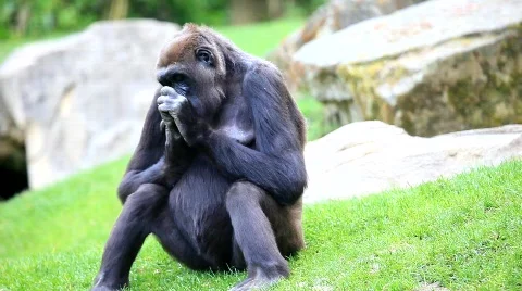 MVI 0270 Stock Footage 725651