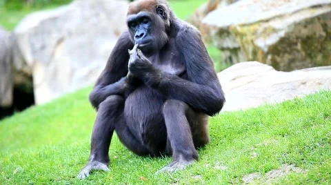 MVI 0271 Stock Footage 725629