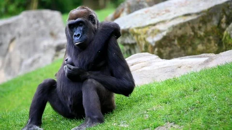 MVI 0272 Stock Footage 725599